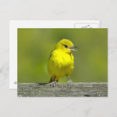 Orchard Oriole - Original Foto Postkarte (Vorne/Hinten)