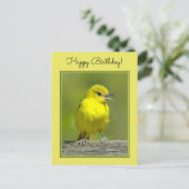 Orchard Oriole - Original Foto Postkarte (Stehend Vorderseite)