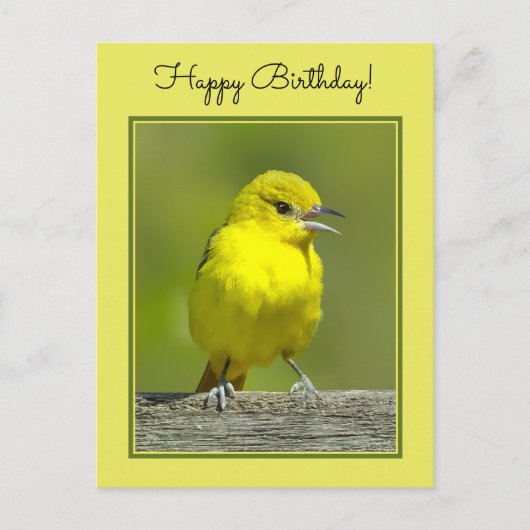 Orchard Oriole - Original Foto Postkarte (Vorderseite)