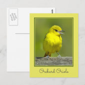 Orchard Oriole - Original Foto Postkarte (Vorne/Hinten)