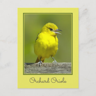 Orchard Oriole - Original Foto Postkarte