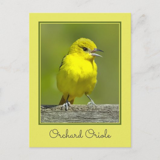 Orchard Oriole - Original Foto Postkarte (Vorderseite)