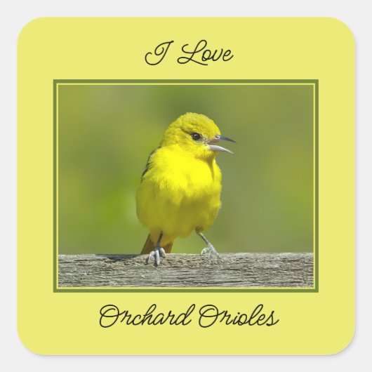 Orchard Oriole - Original Foto Quadratischer Aufkleber (Vorderseite)