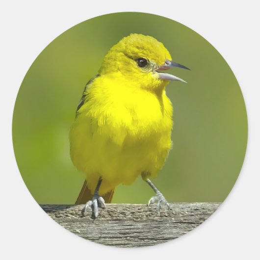 Orchard Oriole - Original Foto Runder Aufkleber (Vorderseite)