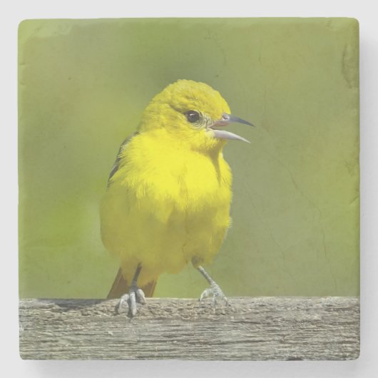 Orchard Oriole - Original Foto Steinuntersetzer (Vorderseite)