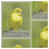 Orchard Oriole - Original Foto Stoff (Nahaufnahme)
