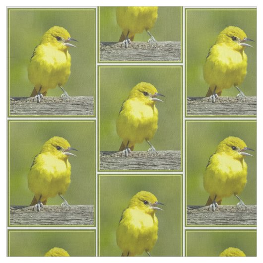 Orchard Oriole - Original Foto Stoff (Muster)