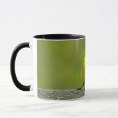 Orchard Oriole - Original Foto Tasse (Links)