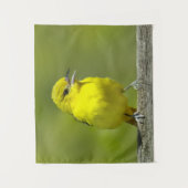 Orchard Oriole - Original Foto Wandteppich (Vorderseite)