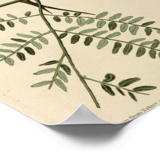 Orchard Oriole Poster (Ecke)