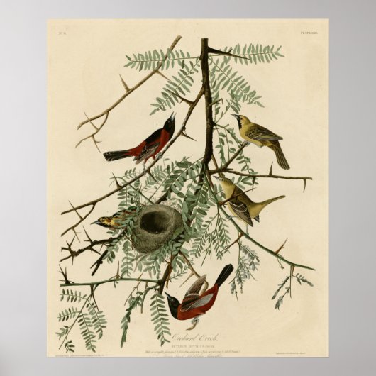 Orchard Oriole Poster (Vorne)