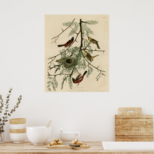 Orchard Oriole Poster (Küche)
