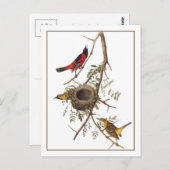 Orchard Oriole Postkarte (Vorne/Hinten)