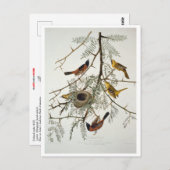 Orchard Oriole Postkarte (Vorne/Hinten)