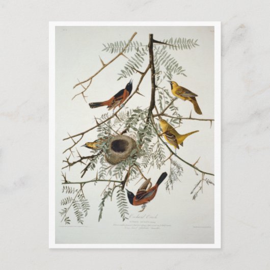 Orchard Oriole Postkarte (Vorderseite)