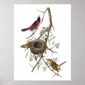 Orchard Oriole von Audubon Poster (Vorne)