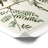 Orchard Oriole von Audubon Poster (Ecke)