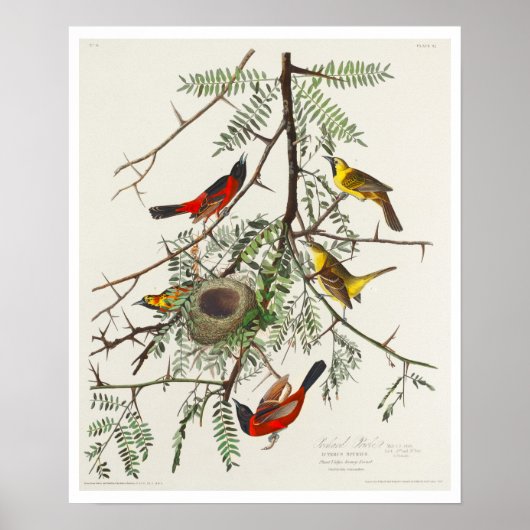 Orchard Oriole von Audubon Poster (Vorne)