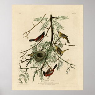 Orchard Oriole von Audubons Vögeln von Amerika Poster