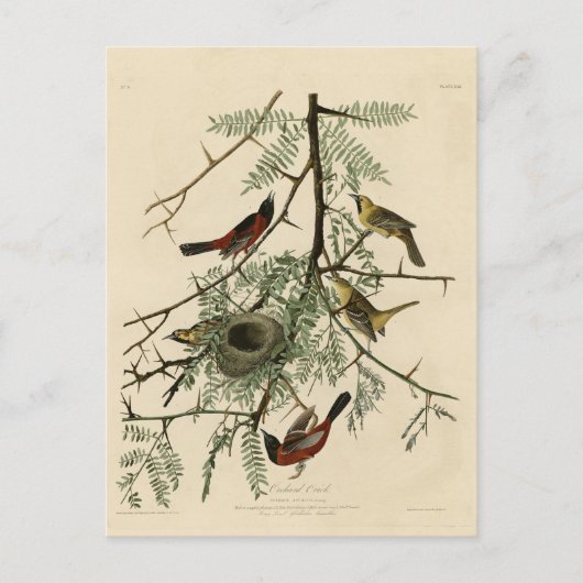 Orchard Oriole von Audubons Vögeln von Amerika Postkarte (Vorderseite)