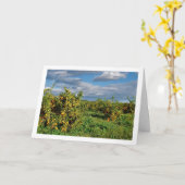 Orchard, Valencia, Spanien Karte (Gelbe Blume)