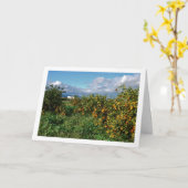 Orchard, Valencia, Spanien Karte (Gelbe Blume)