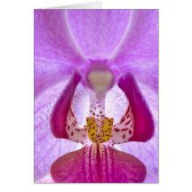 Orchid
