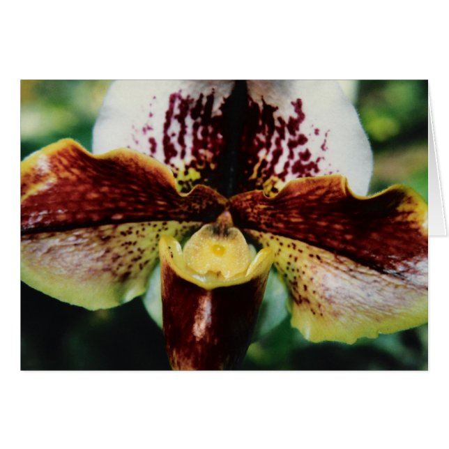 Orchid (Vorderseite (Horizontal))