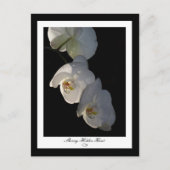 Orchid 002 Postkarte (Vorderseite)