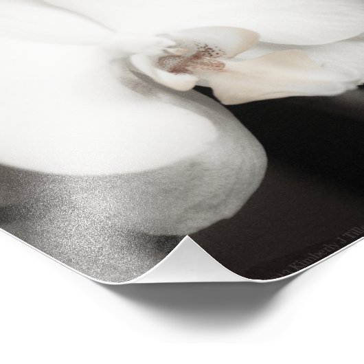 Orchid 8931 fotodruck (Ecke)