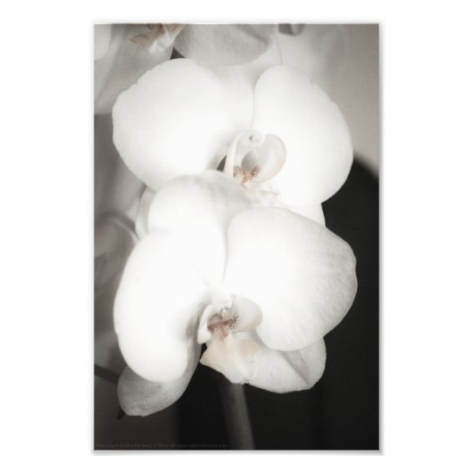 Orchid 8931 fotodruck (Vorne)