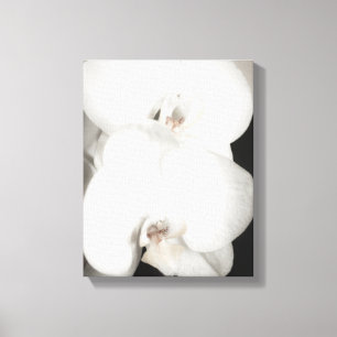 Orchid 8931 leinwanddruck