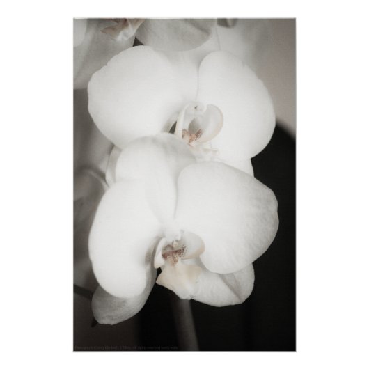 Orchid 8931 poster (Vorderseite)