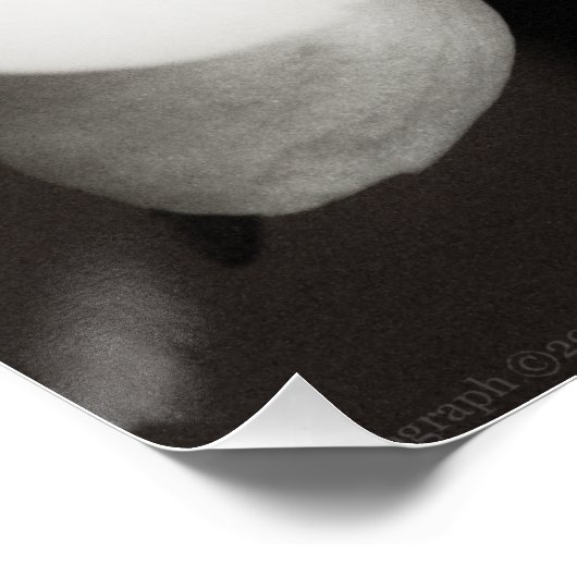 Orchid 8931 poster (Ecke)