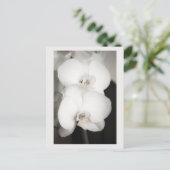 Orchid 8931 postkarte (Stehend Vorderseite)