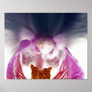 Orchid Apparate Poster