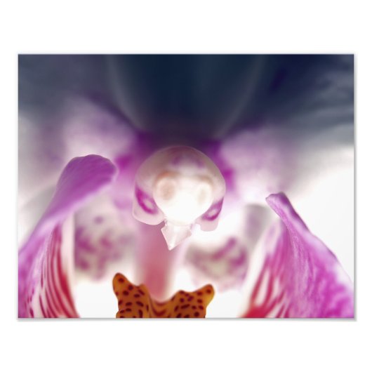 Orchid Apparition Foto Erweiterung (Vorne)