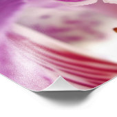 Orchid Apparition Foto Erweiterung (Ecke)