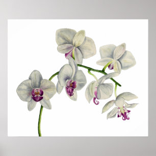 Orchid-Aquarellmalerei Poster