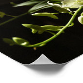 Orchid auf schwarz poster (Ecke)