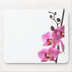Orchid auf weißem Hintergrund Mousepad