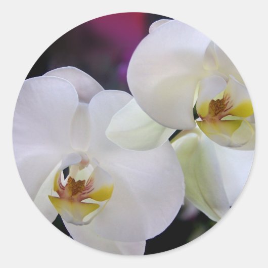 Orchid-Aufkleber Runder Aufkleber (Vorderseite)