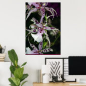 Orchid Beallara Poster -24x36 - andere Größen auch (Heimbüro)