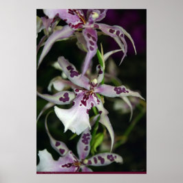 Orchid Beallara Poster -24x36 - andere Größen auch