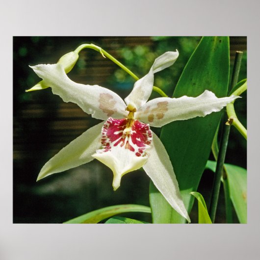 Orchid Beallara 'Tahoma Glacier' Poster (Vorne)