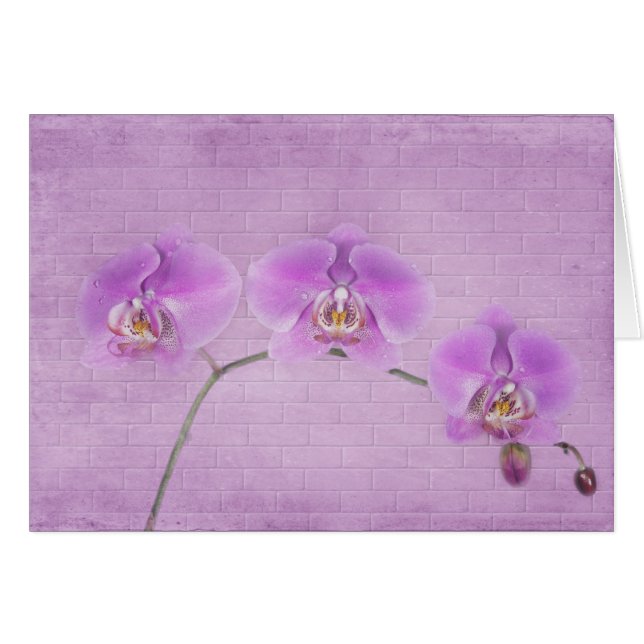 Orchid Beauty (Vorderseite (Horizontal))