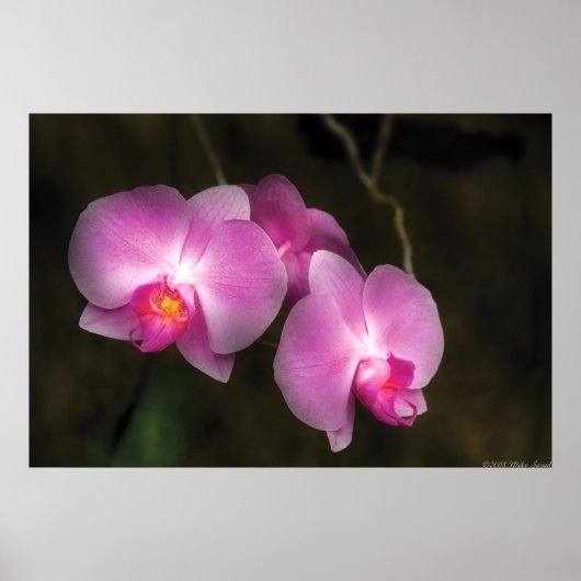 Orchid - Besser im Set Poster (Vorne)