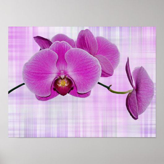 Orchid Blooms Poster (Vorne)