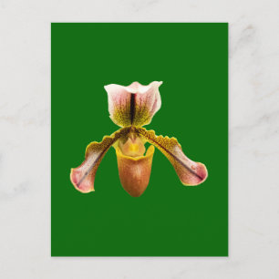 Orchid-Blume Feiertagspostkarte