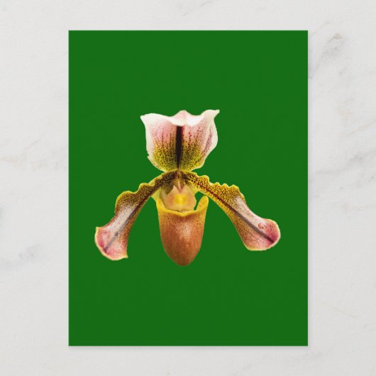 Orchid-Blume Feiertagspostkarte (Vorderseite)